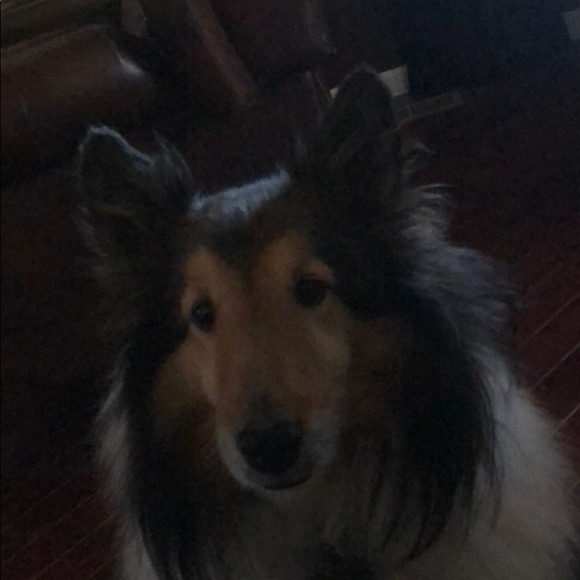 Meet your Posher, Paula - Picture 1 of 1